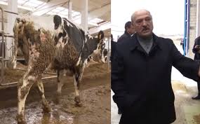 Корова, возмутившая Лукашенко