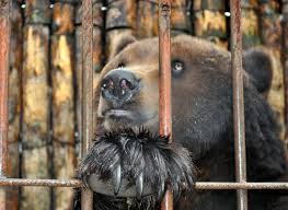 Медведь в клетке