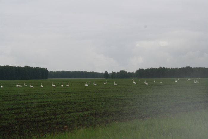 Лебеди на полях